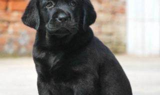 拉布拉多纯种多少钱